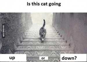 Is this cat going up or down the stairs?
